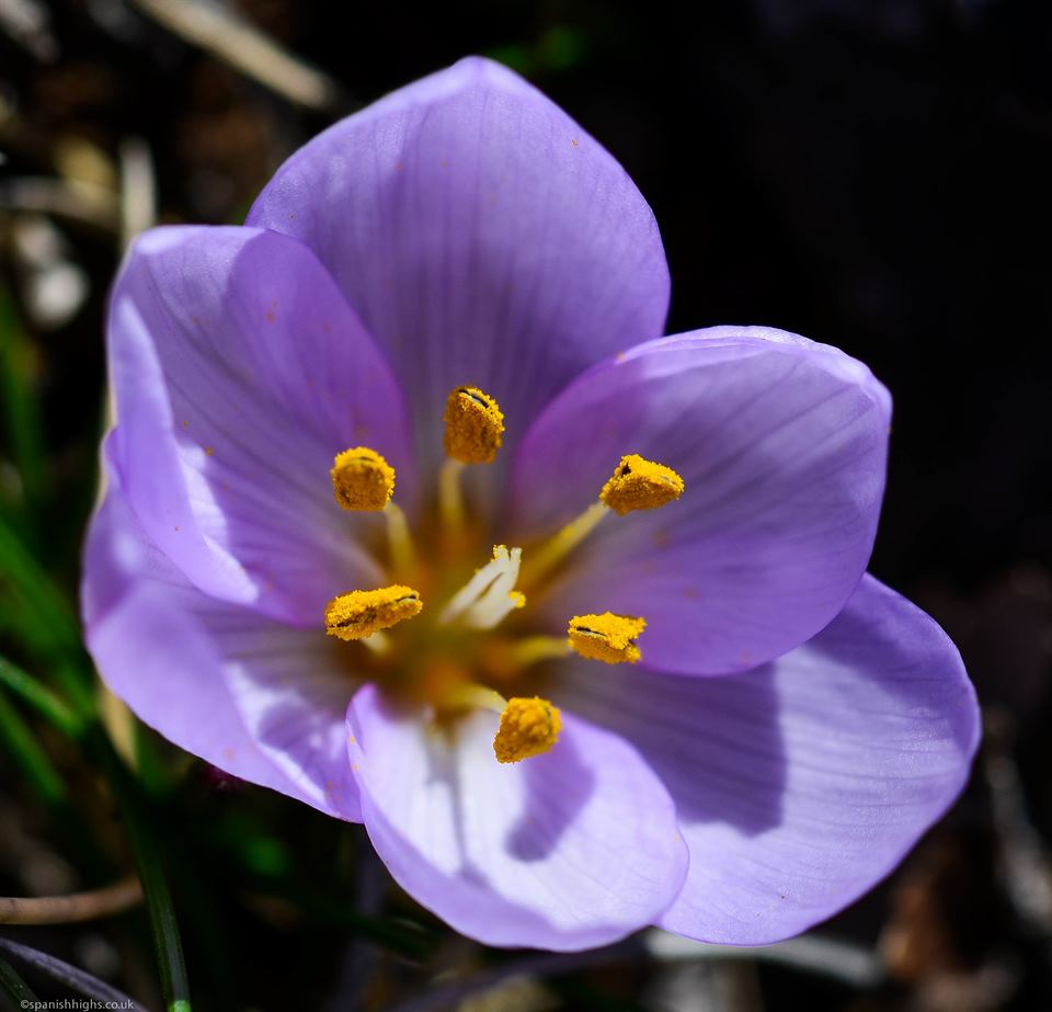 Another type of crocus but we have hit a deadend on the type