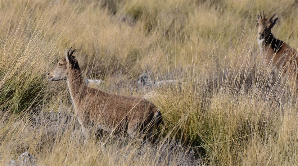 Ibex still wearing her winter woollies