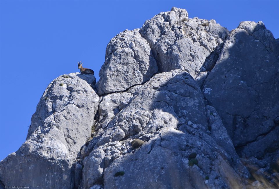Doing what Ibex do