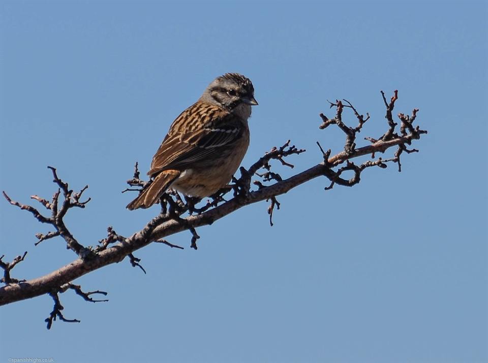 Rock Bunting
