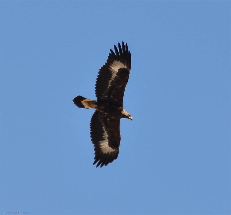 Golden Eagle