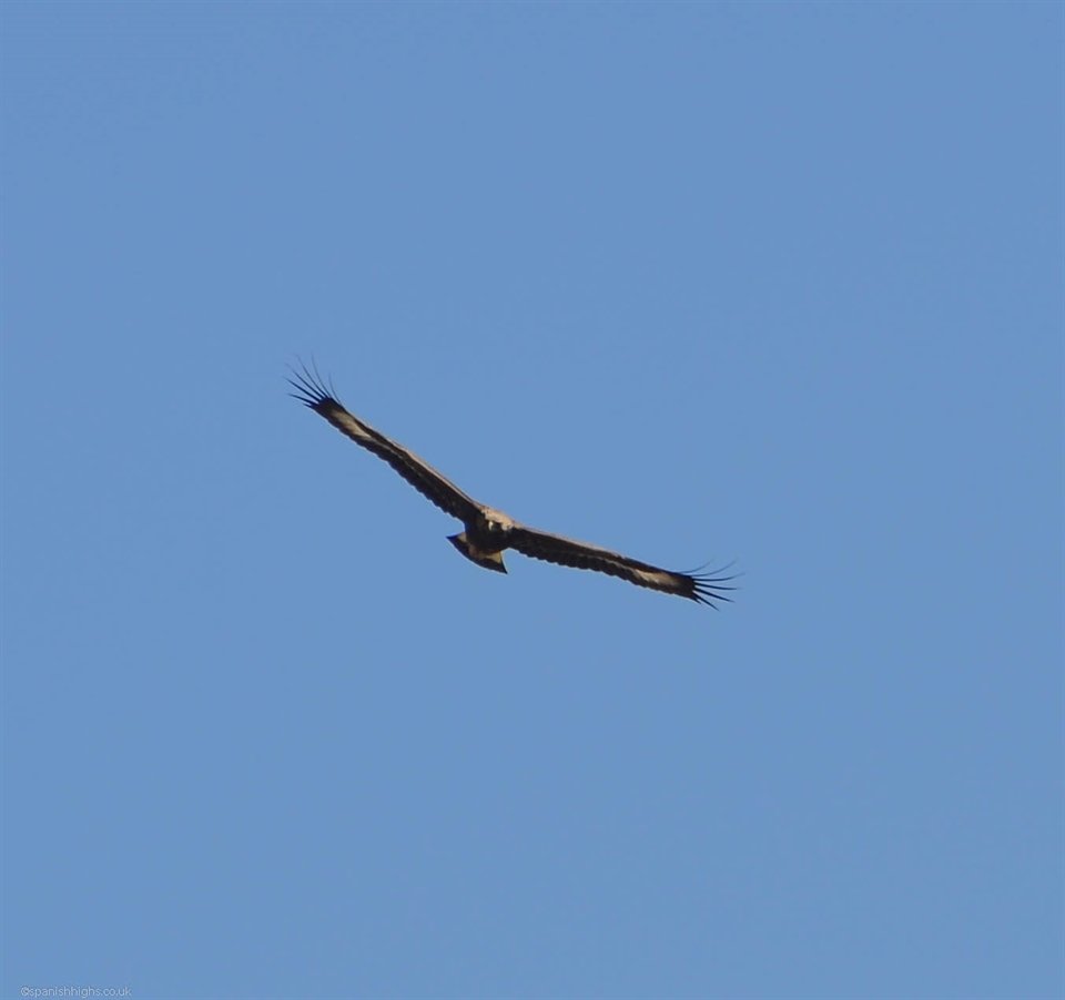 Golden Eagle