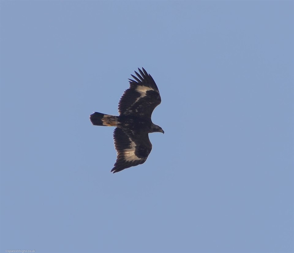 Golden Eagle