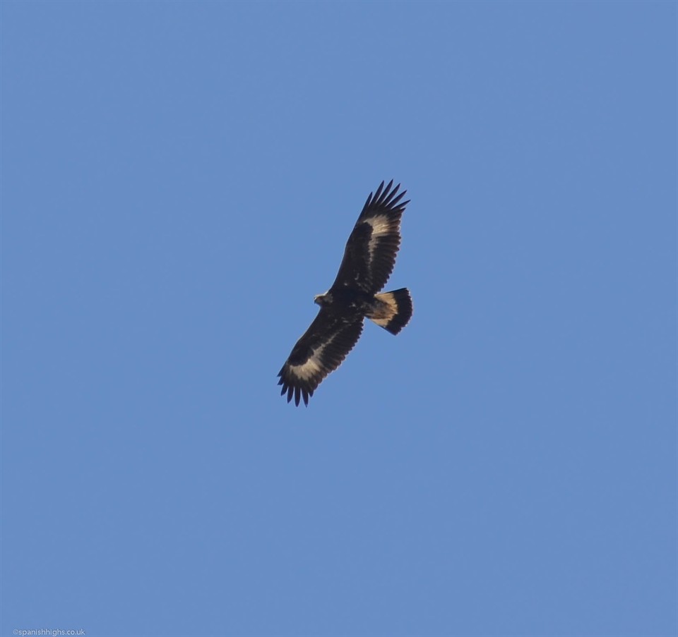 Golden Eagle