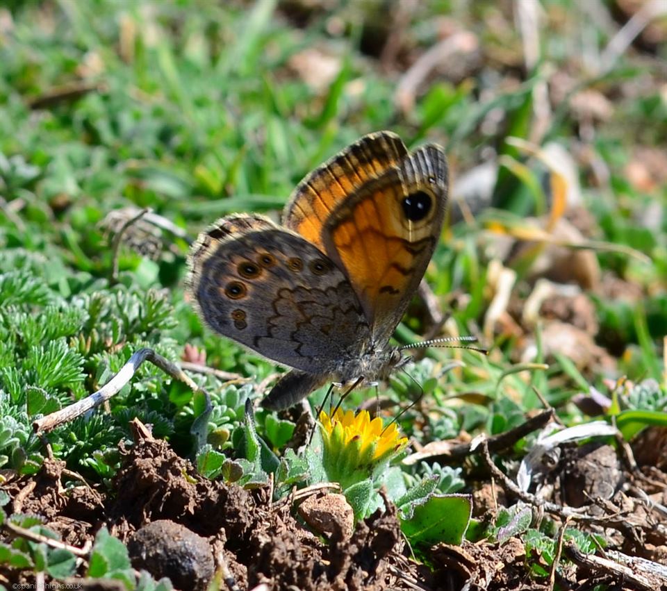 Assuming this is a type of Wall Brown