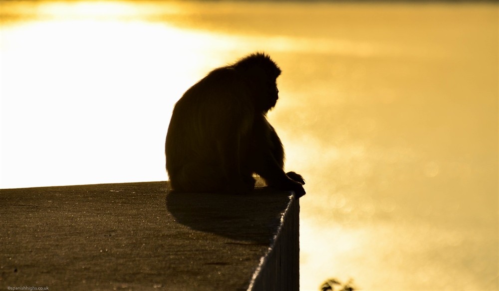 I love the monkeys in Gibraltar.