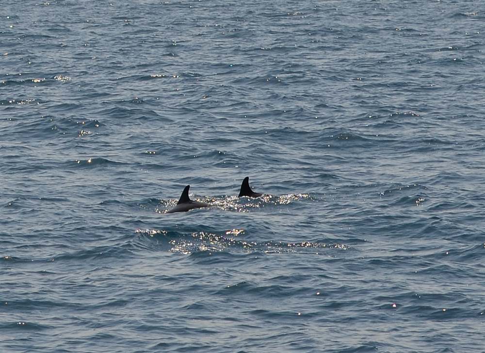 Went dolphin watching after the wedding