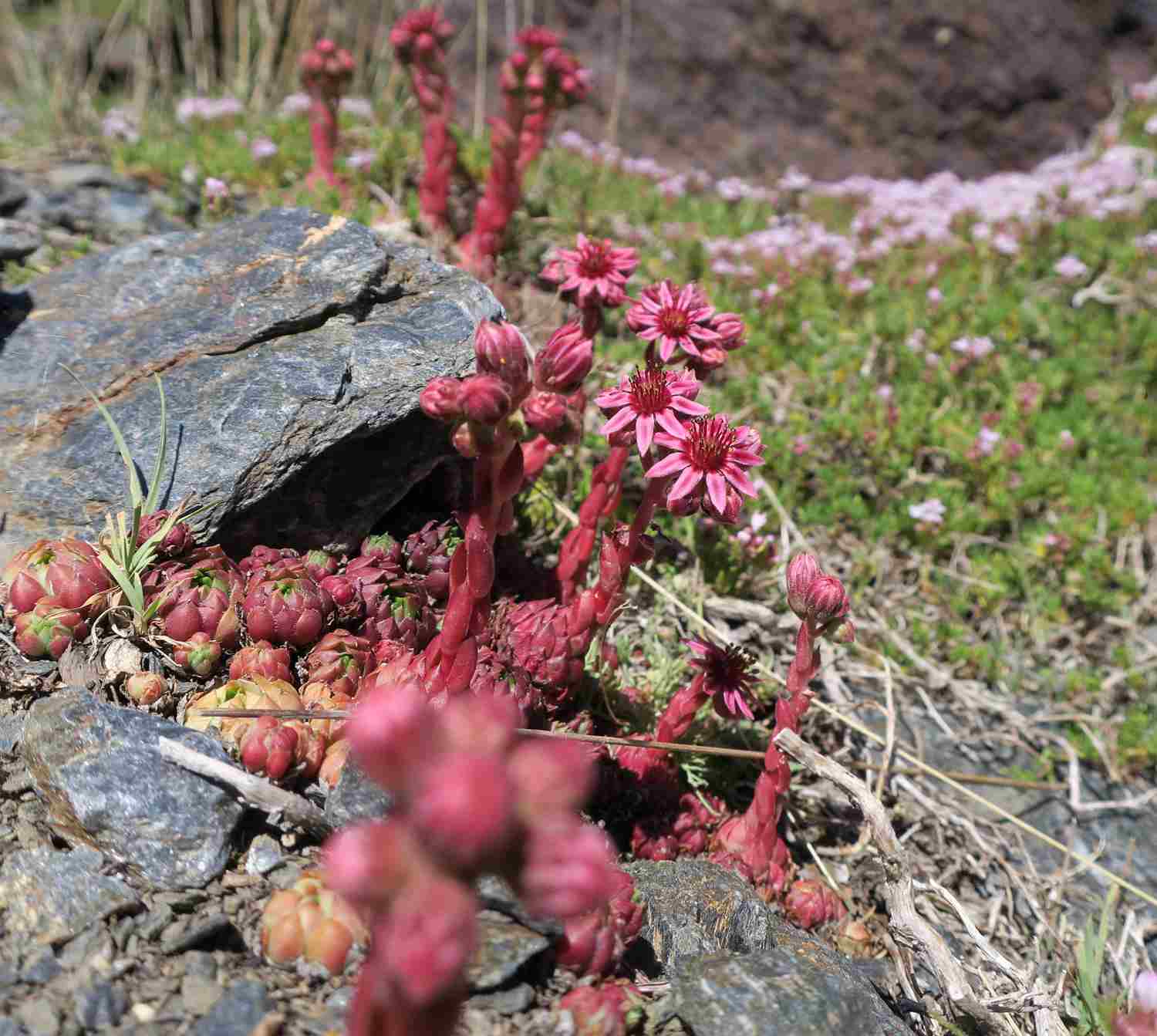 Sempervivum minutum - Jupiters beard