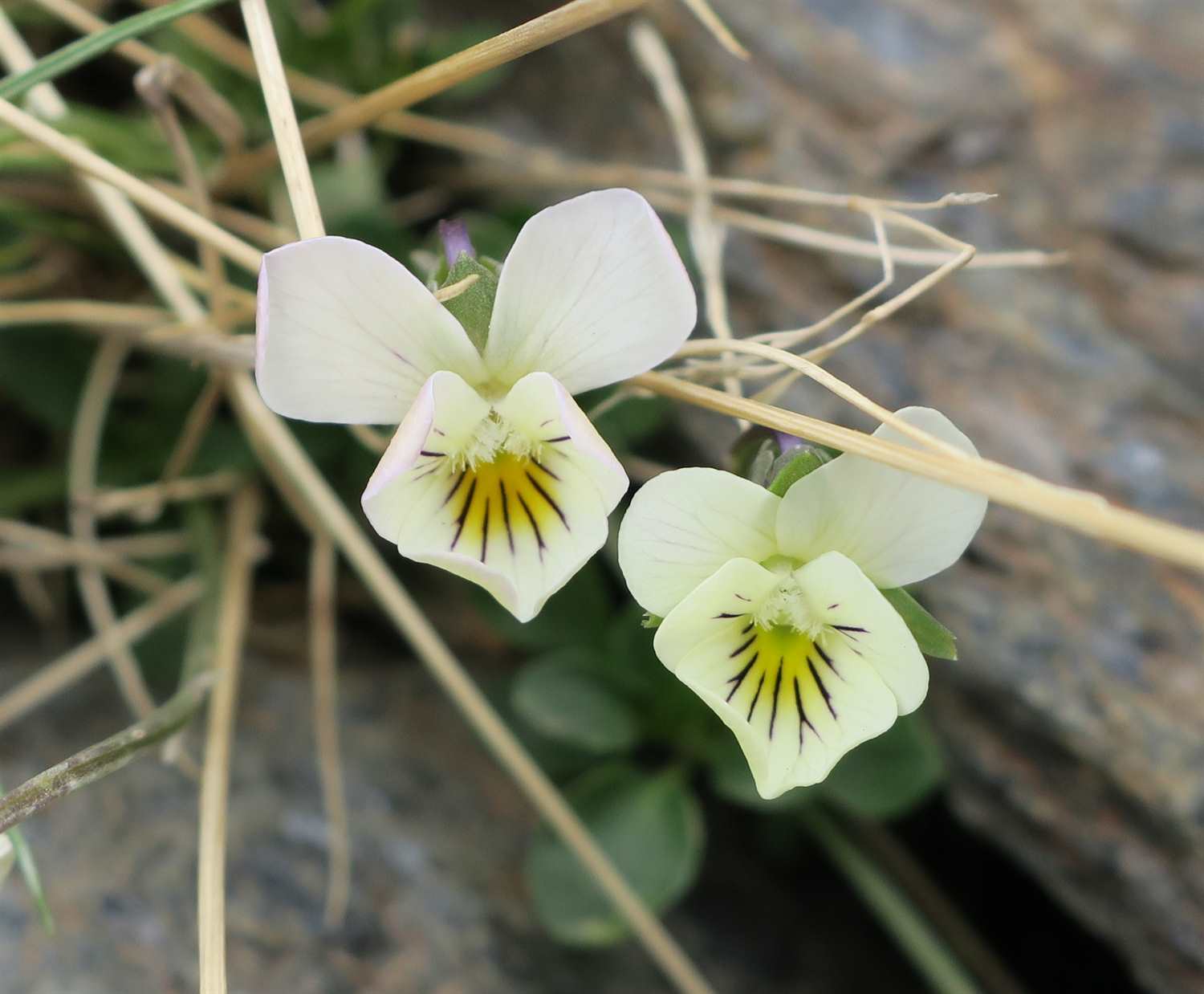 Viola crassiuscula - Sierra Nevada Violet