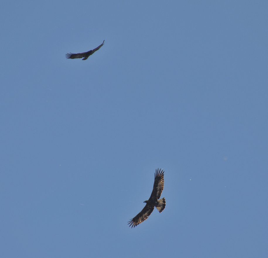 A pair of Golden Eagles