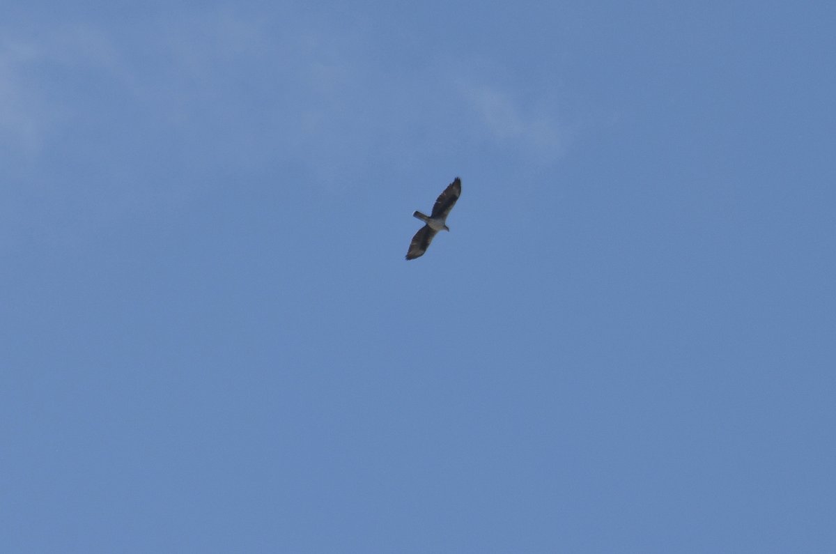 Bonelli's Eagle