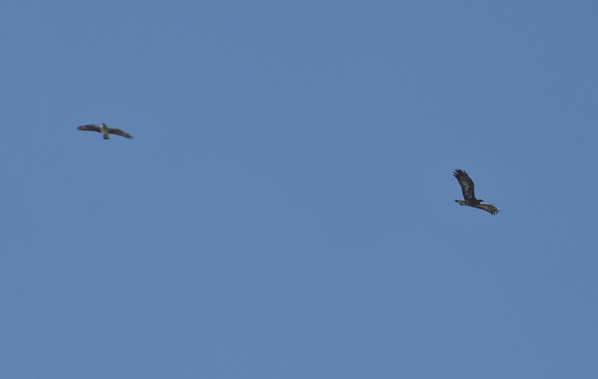 Bonelli's Eagle chasing Golden Eagle