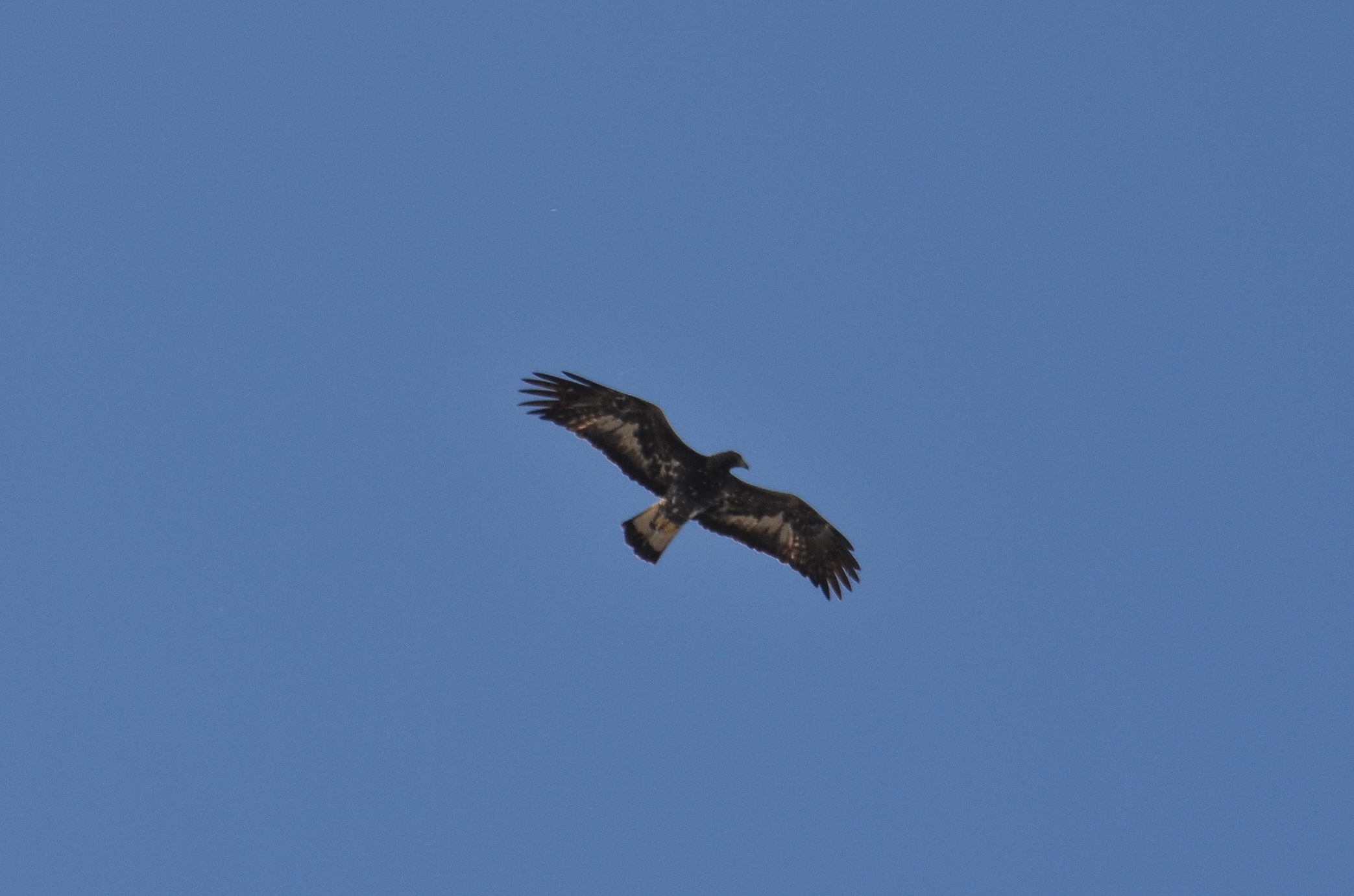 Golden Eagle