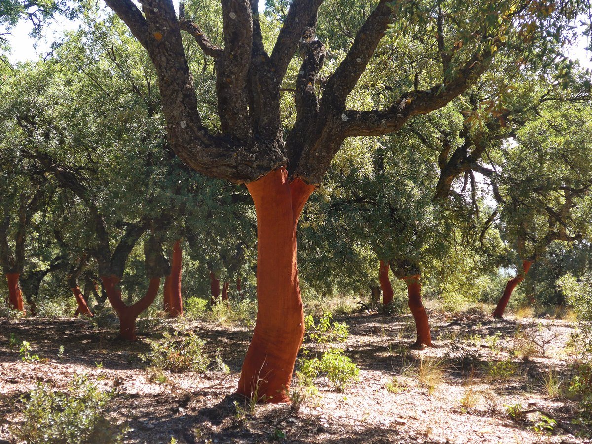 More cork oaks