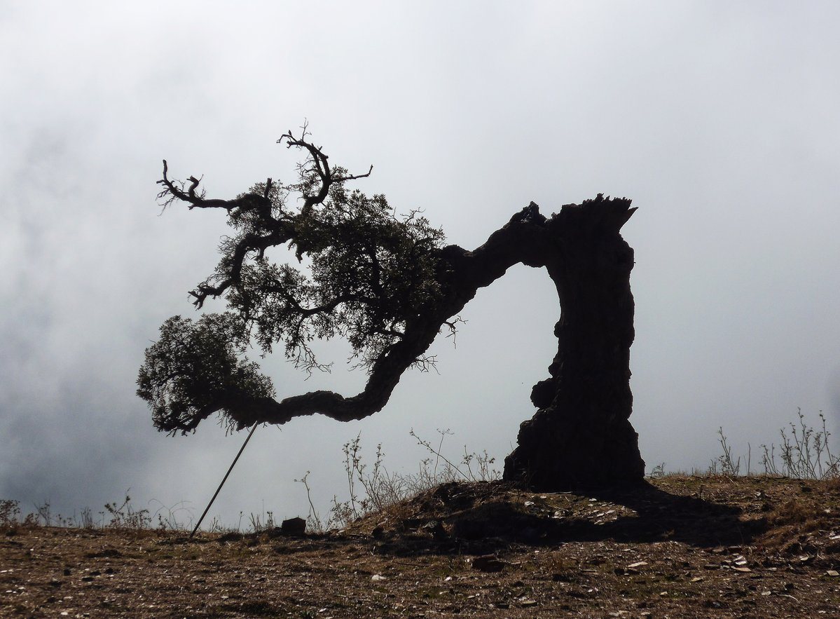 The tree that screamed to have it's picture taken