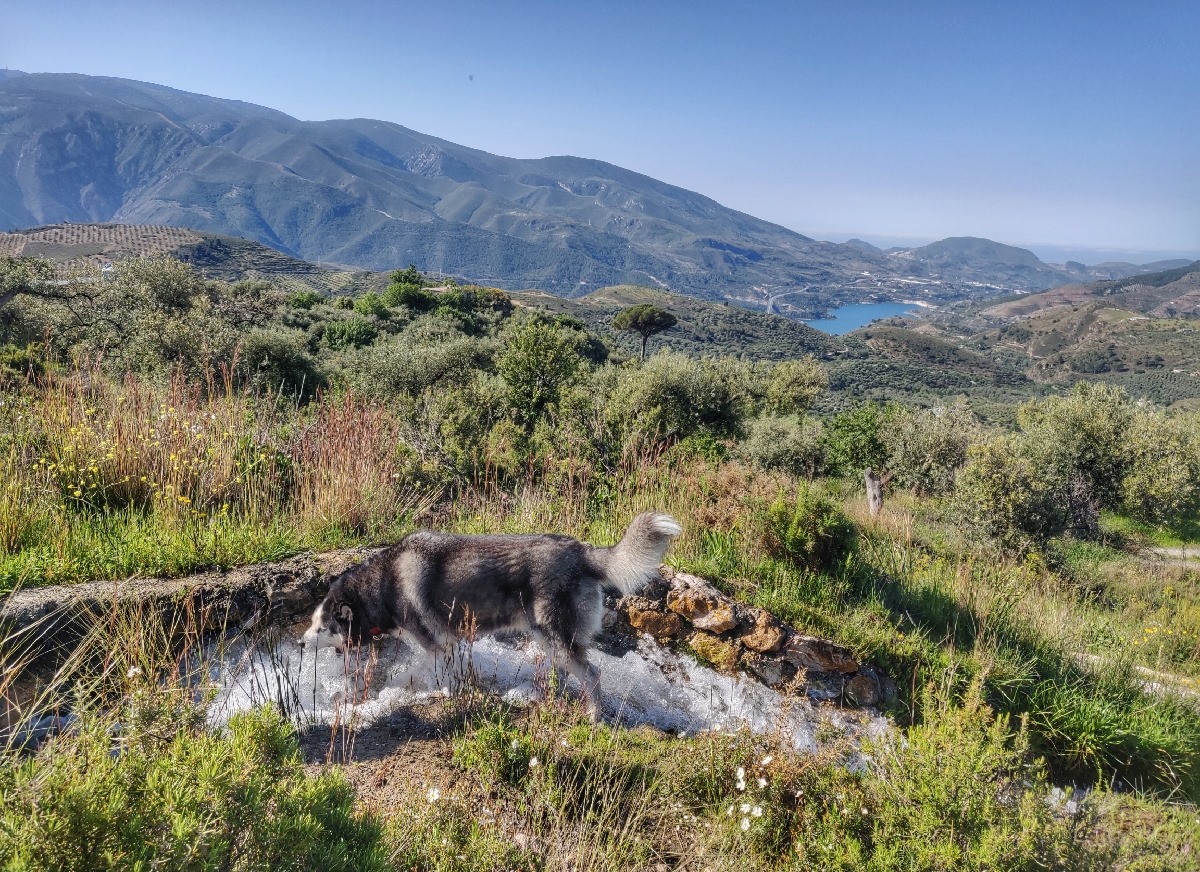 Dog Walk
