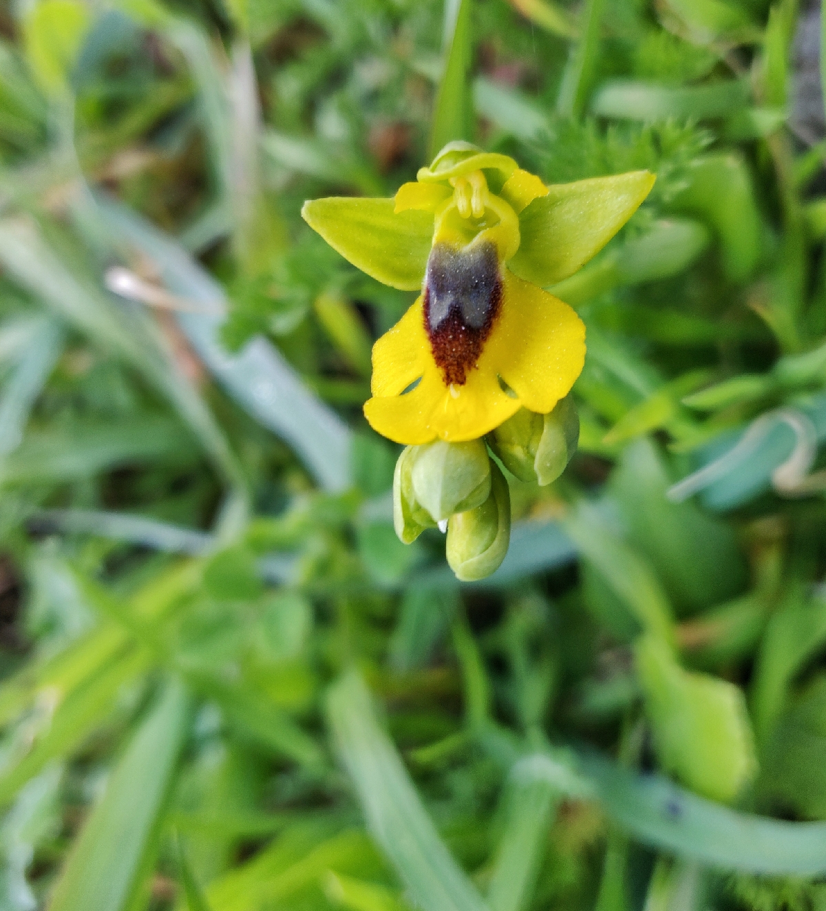 Yellow Bee Orchid (Ophrys lutea)