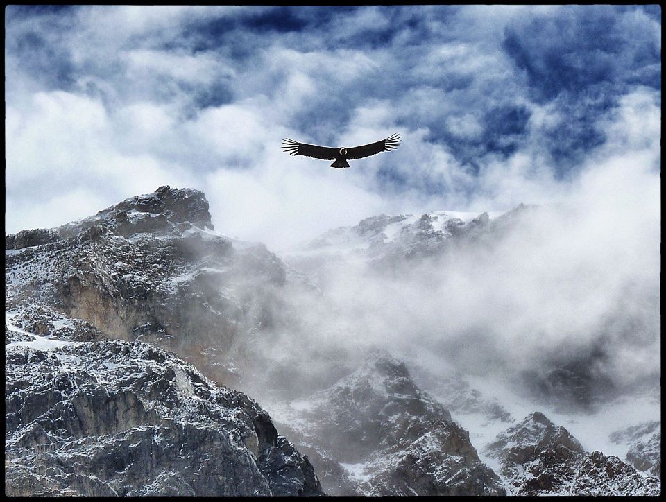 Condor