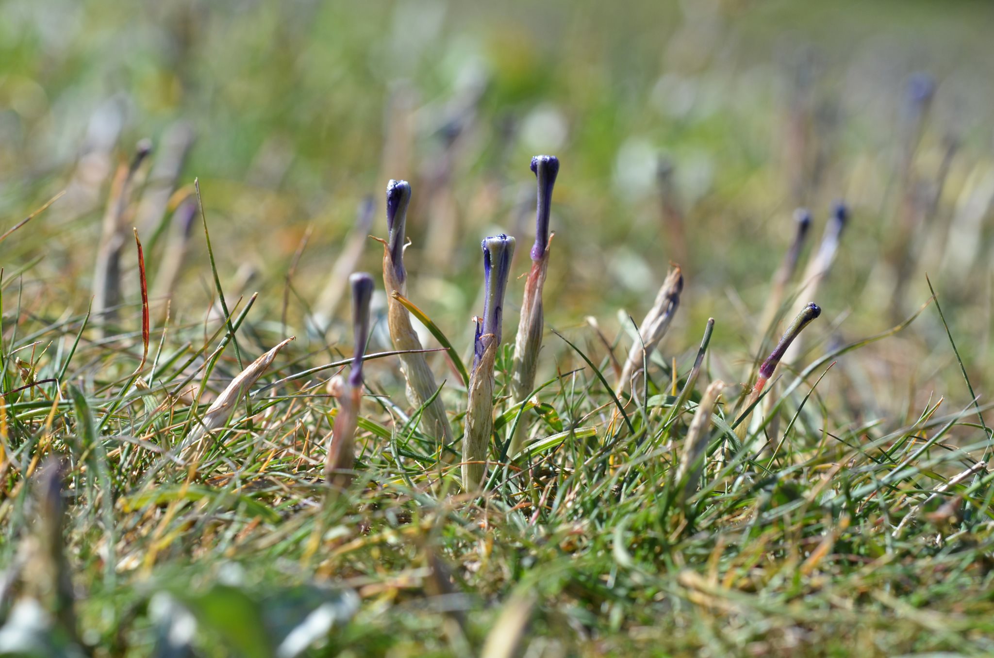 Barbary nut (Moraea sisyrinchium)