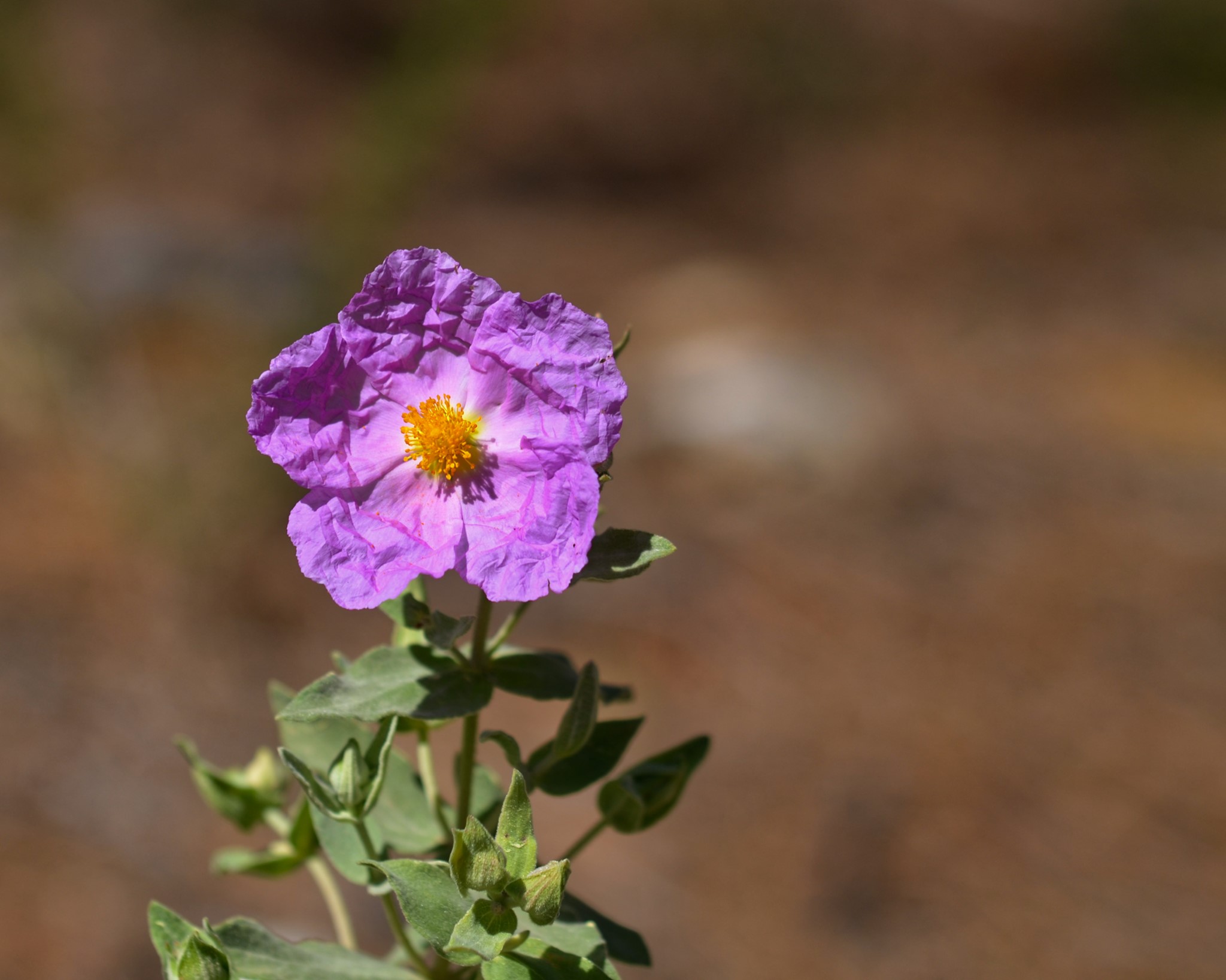 Grey-leaved Cistus