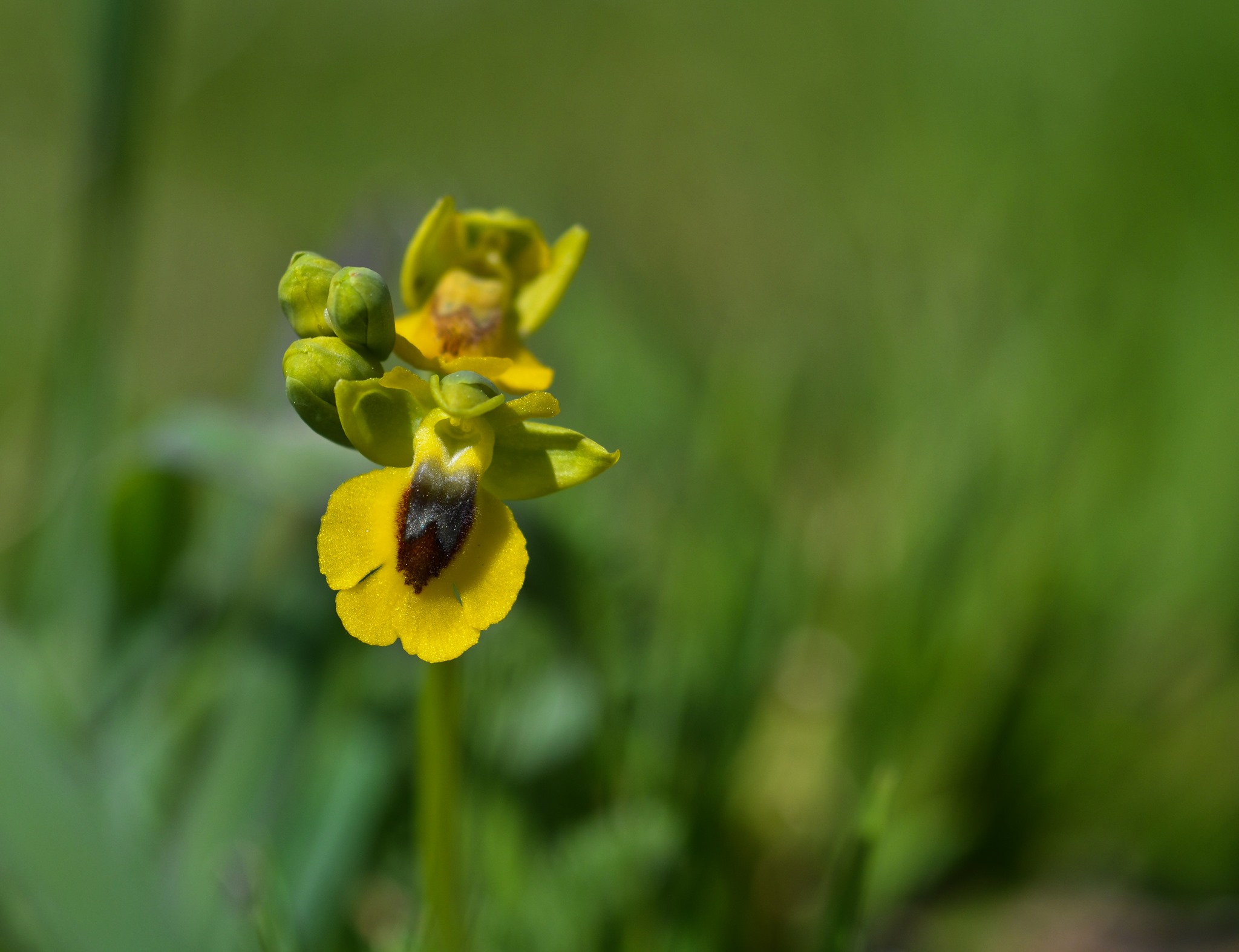 Yellow Bee orchid (Ophrys lutea)