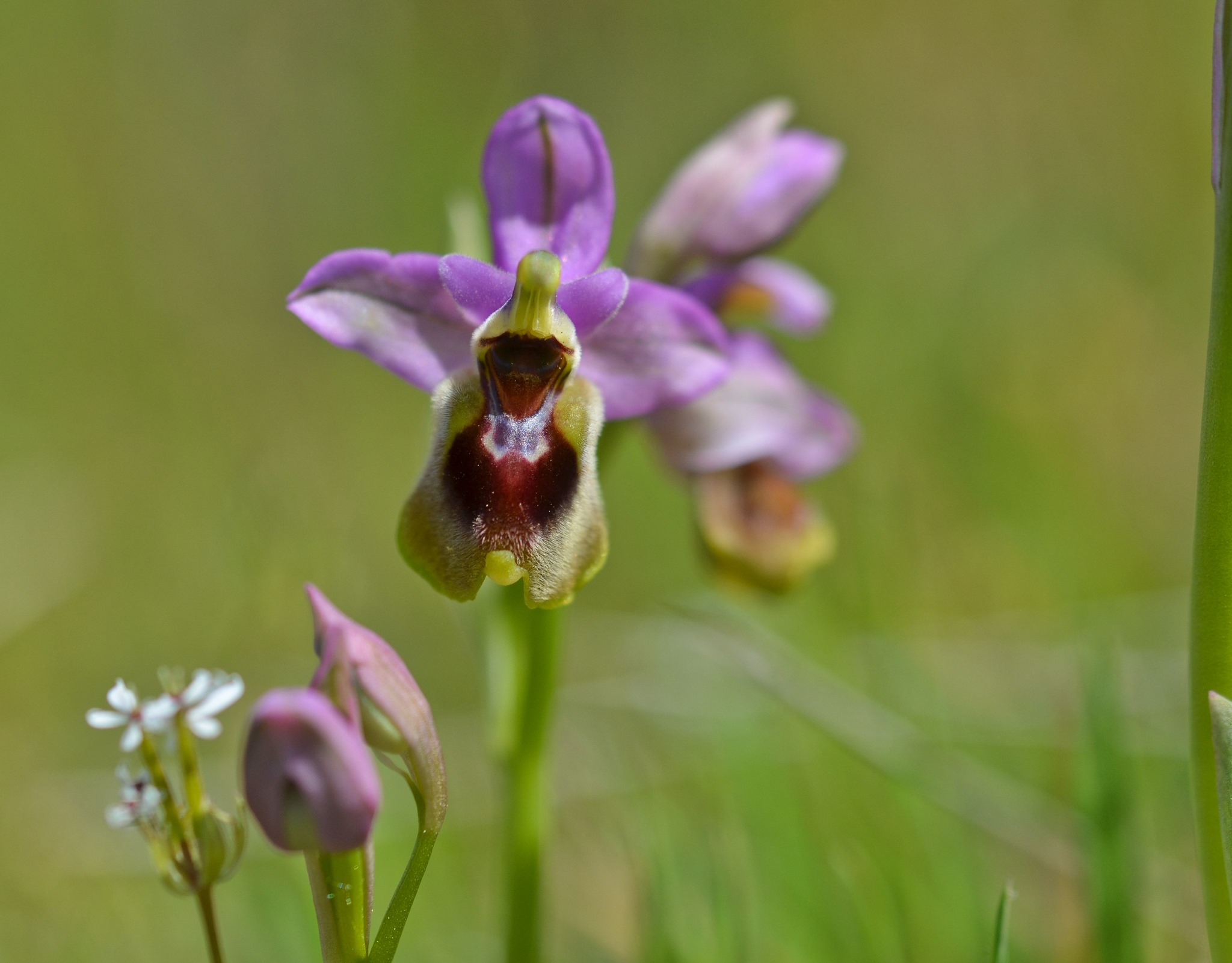 Sawfly Orchid (Ophrys tenthredinifera)