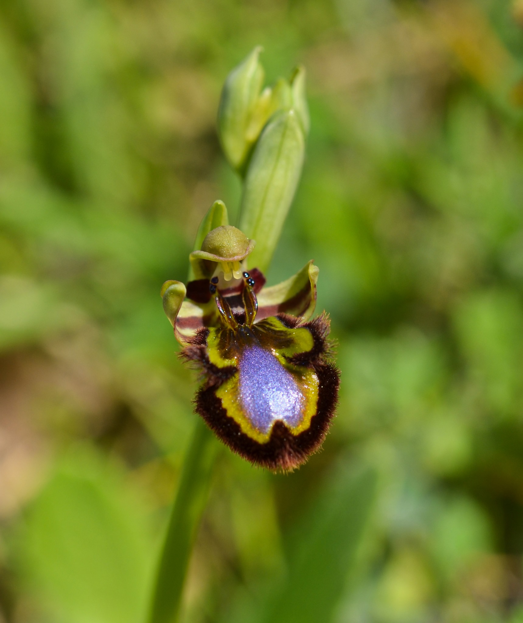 Mirror Orchid (Ophrys speculum)