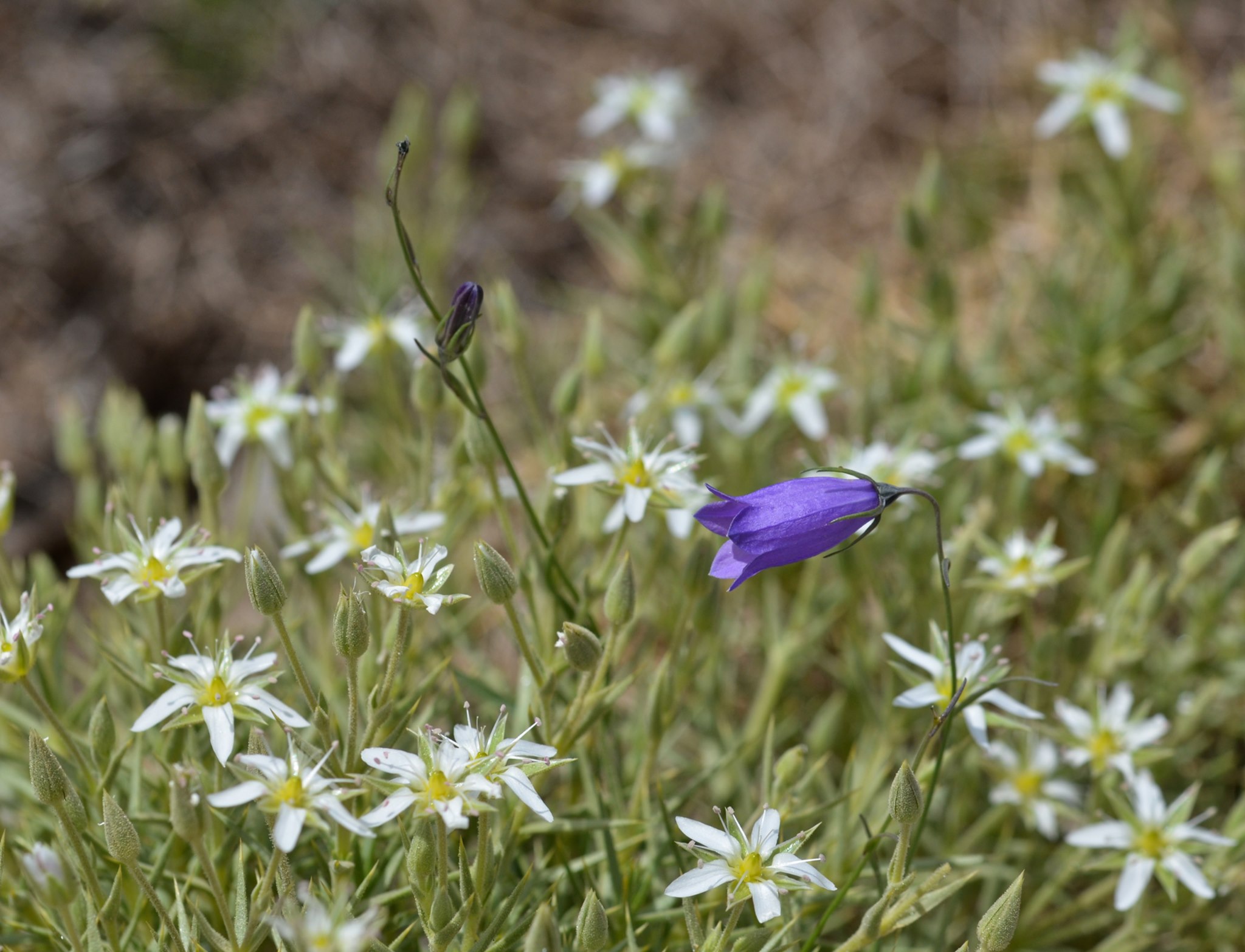 A Campanula flower standing tall