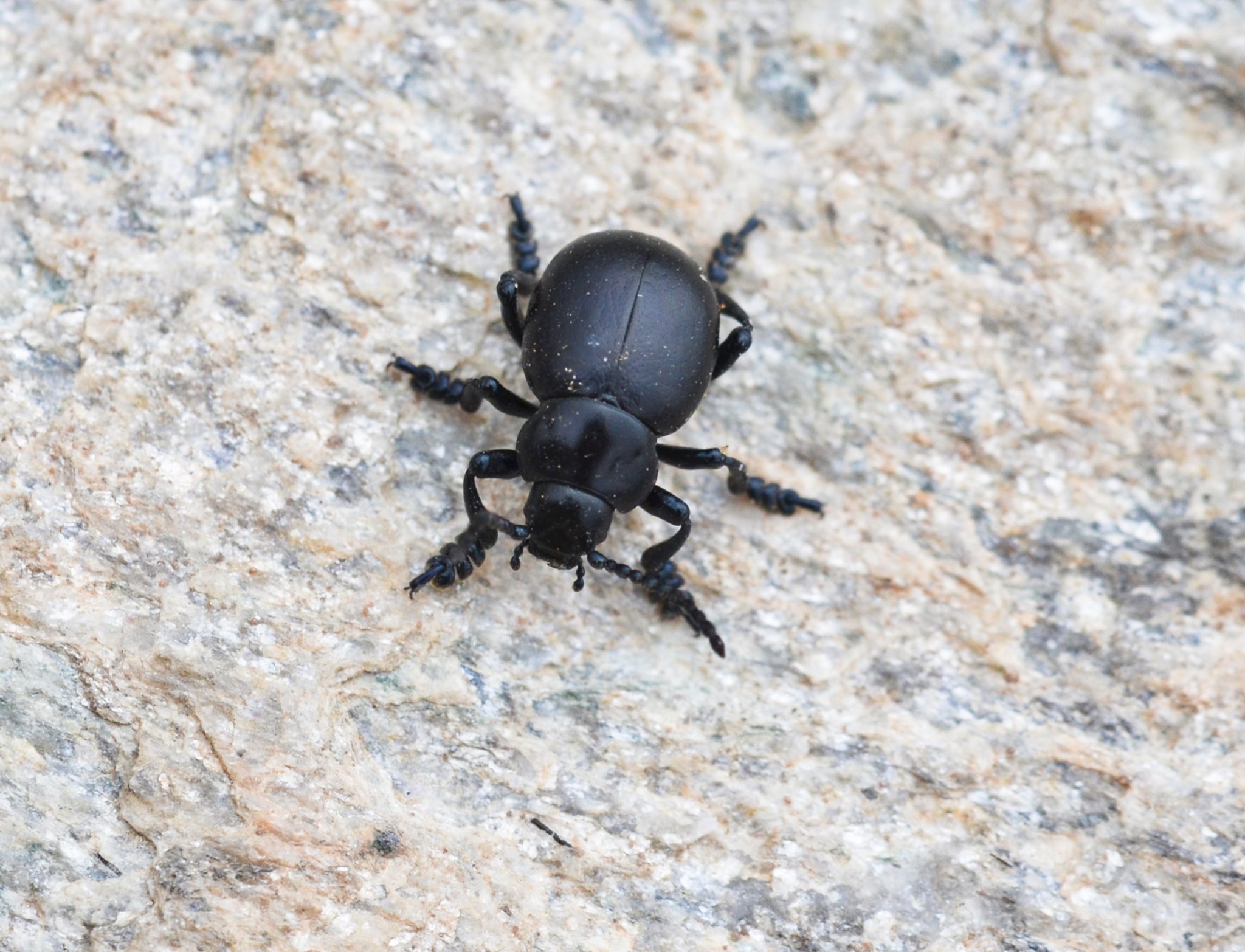 Timarcha a type of leaf beetle. There are 5 that live in the Sierra Nevada and only 3 that live above 2000m. This was one was tootling along at 3100m!