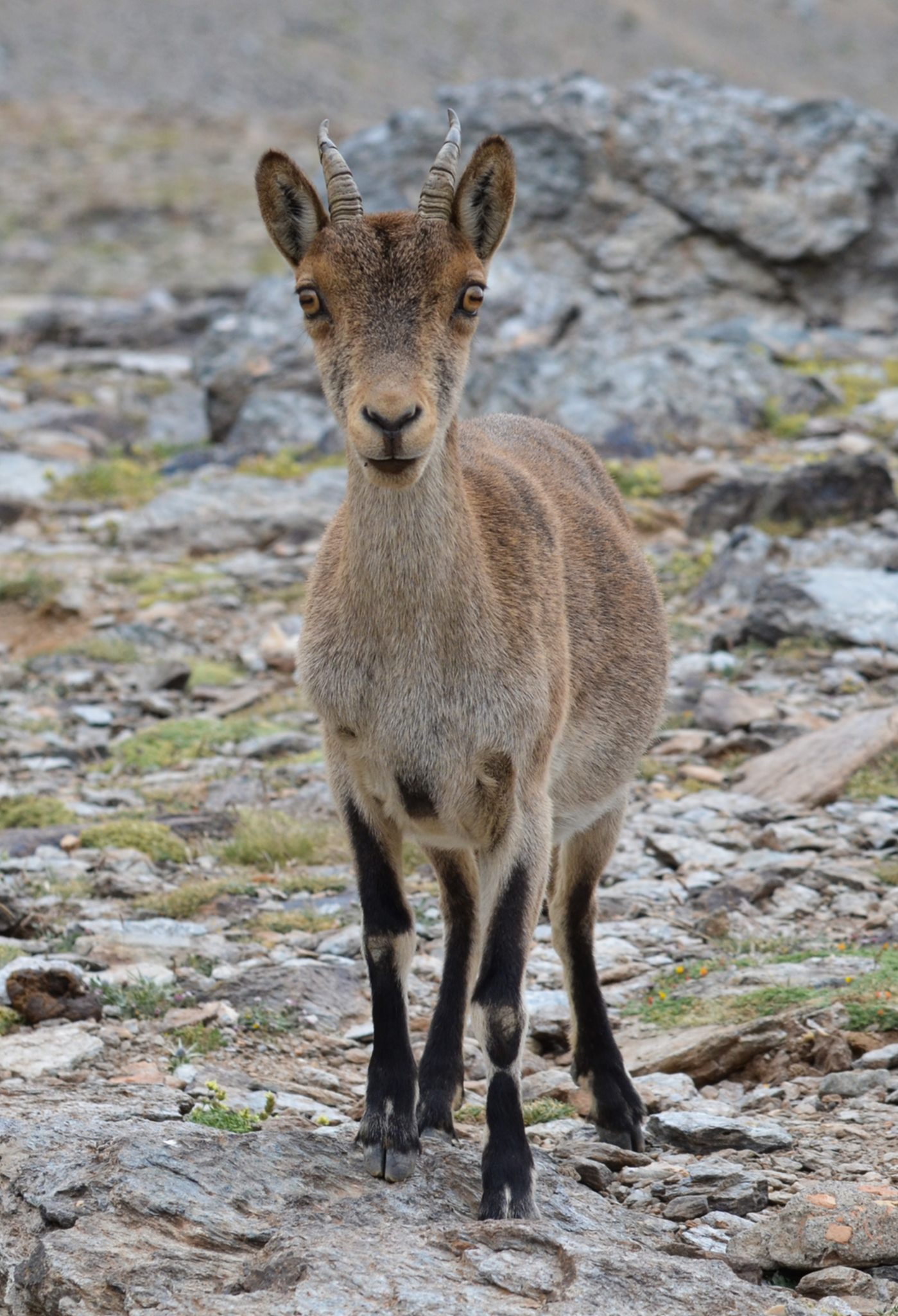 A beautiful curious Ibex. Actually I think she was wanting food!