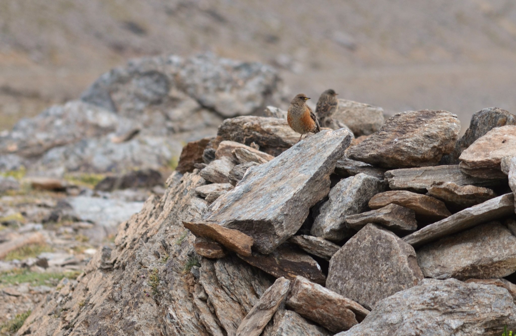 The ever present Alpine Accentor with it's young