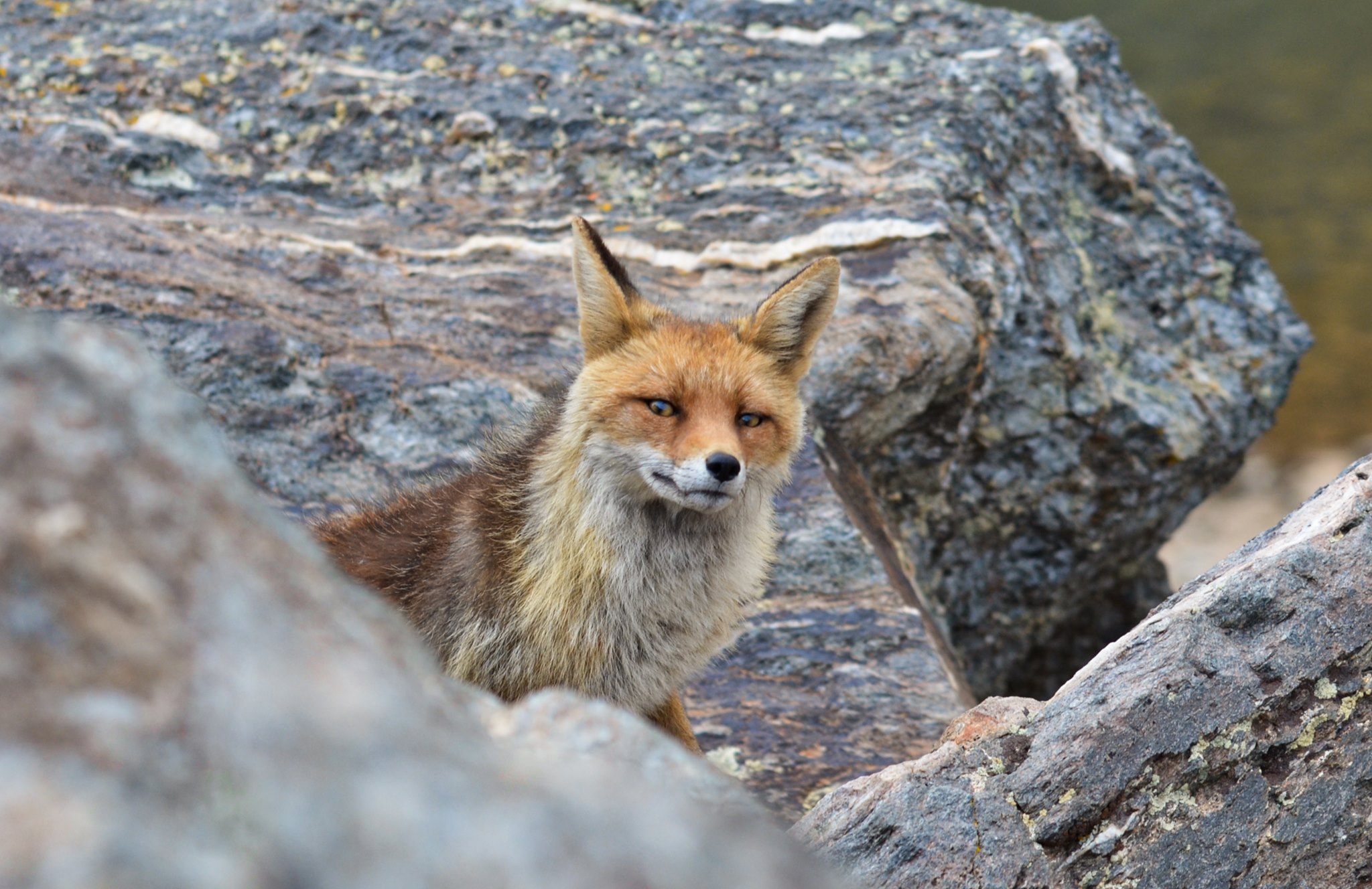 Our camp was visited by this beautiful small fox. She was even more curious.