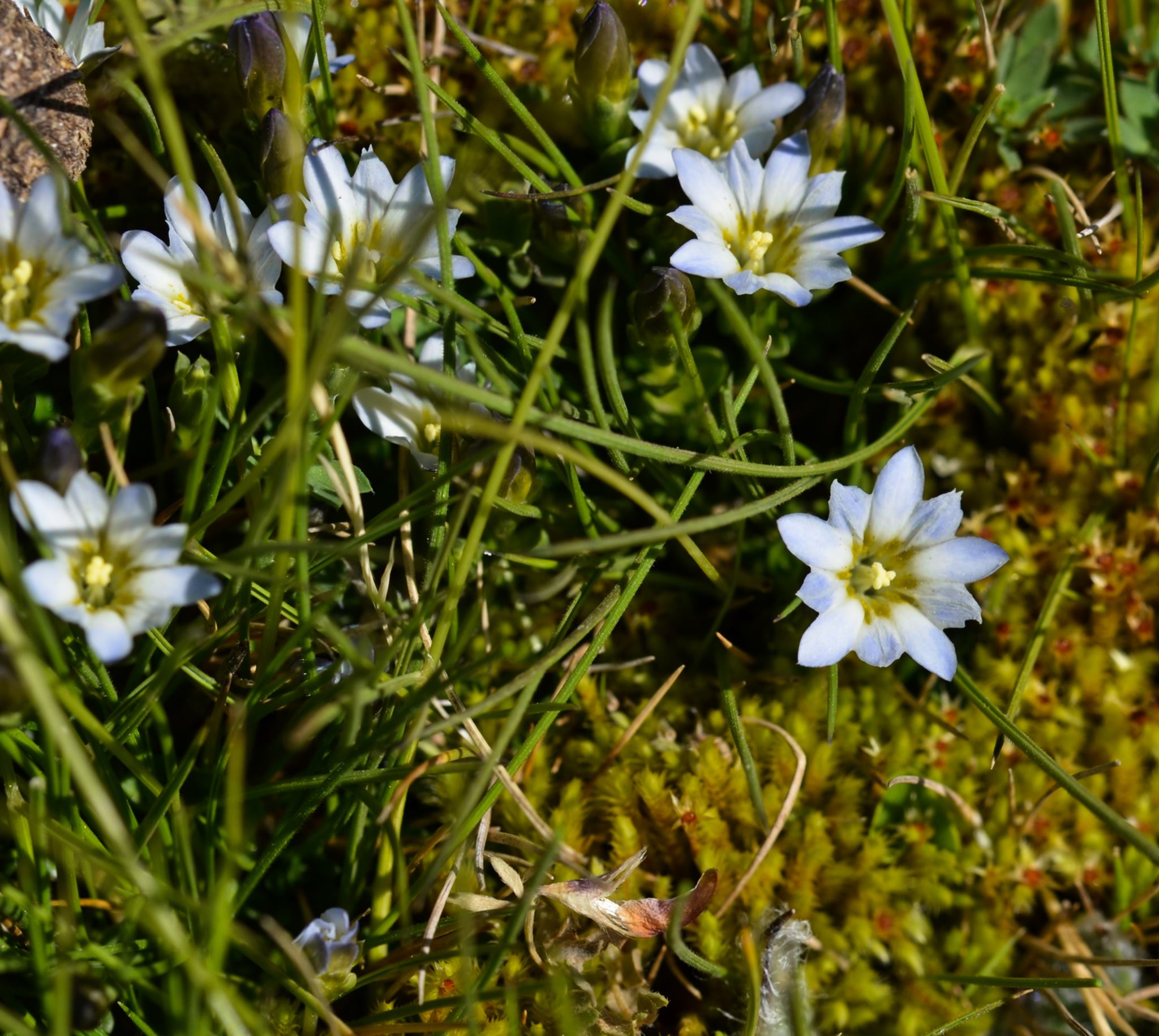 I was very happy to come across this flower, Gentiana boryi. I'm pretty sure I've seen it before but didn't realise it was from the Gentian family. It's classified as vulnerable.