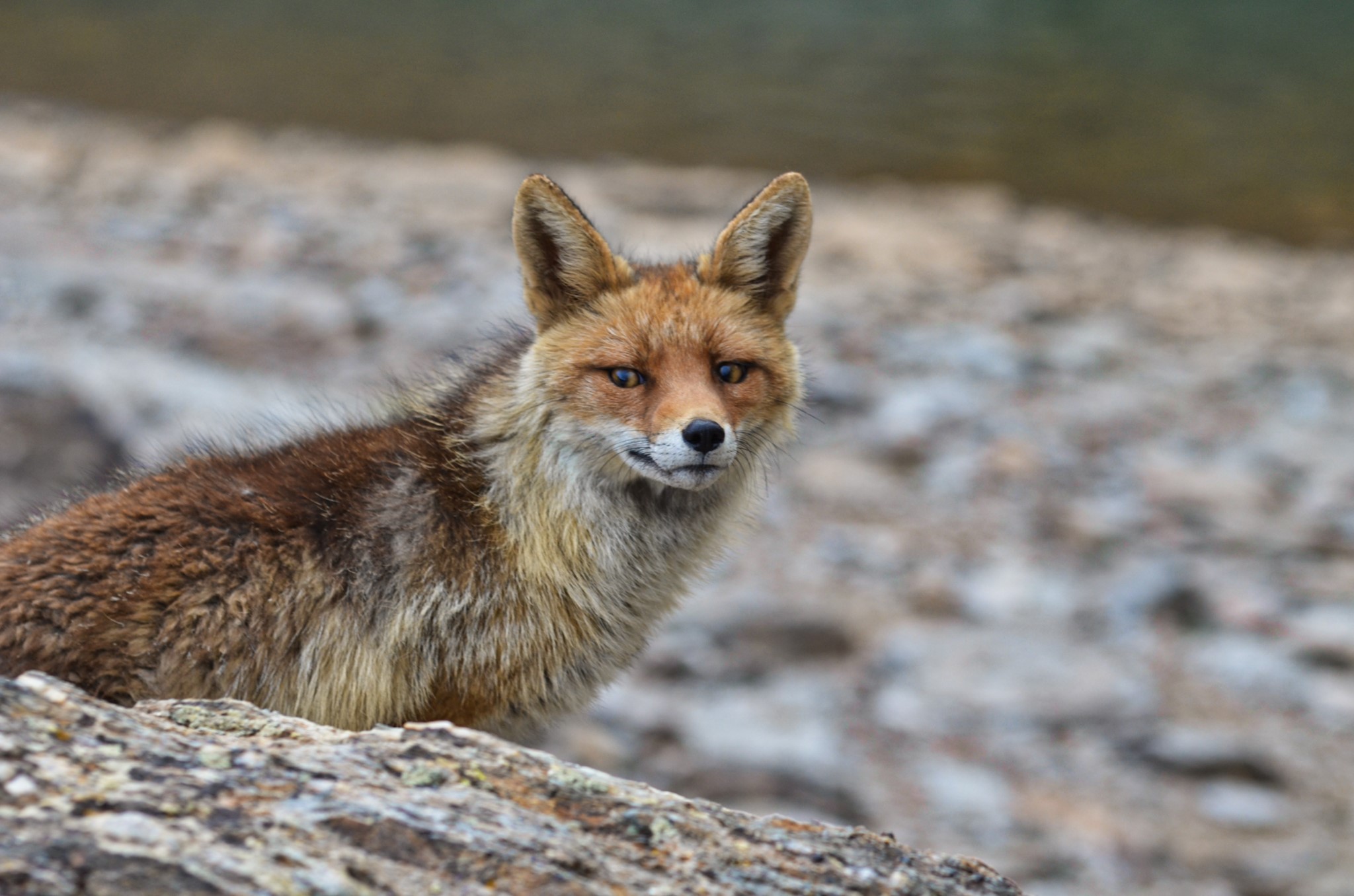She is so different to the skinny bigger foxes we get down here. Her coat was beautiful. She didn't give us any problems. She popped her head under Alistairs tarpaulin to say hi during the night but went on her way afterwards.