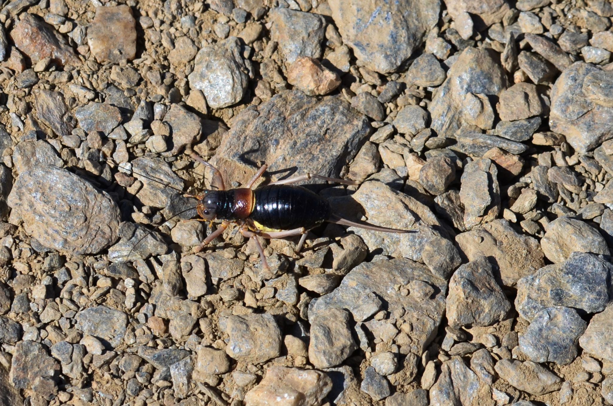 Baetica ustulata Endemic to the Sierra Nevada