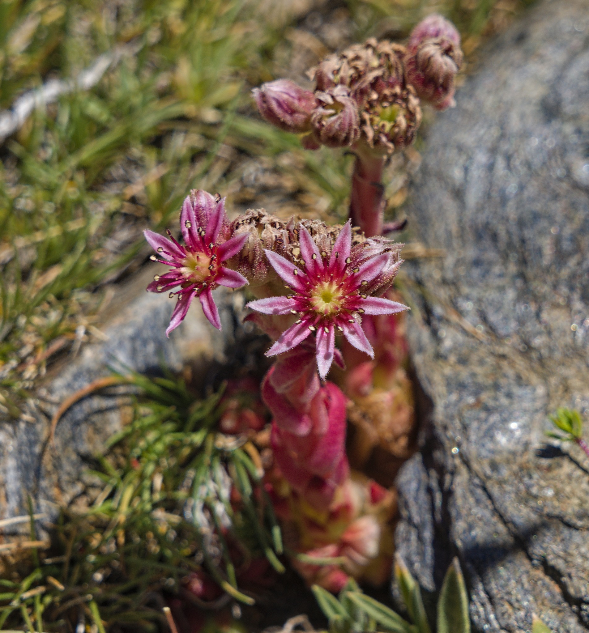 Possibly my favourite flower in these mountains Sempervivum minutum