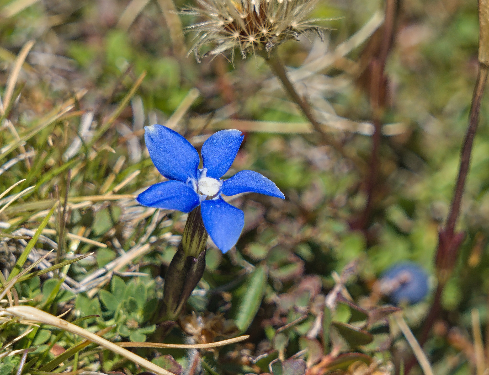 The only Gentiana sierrae seen all day
