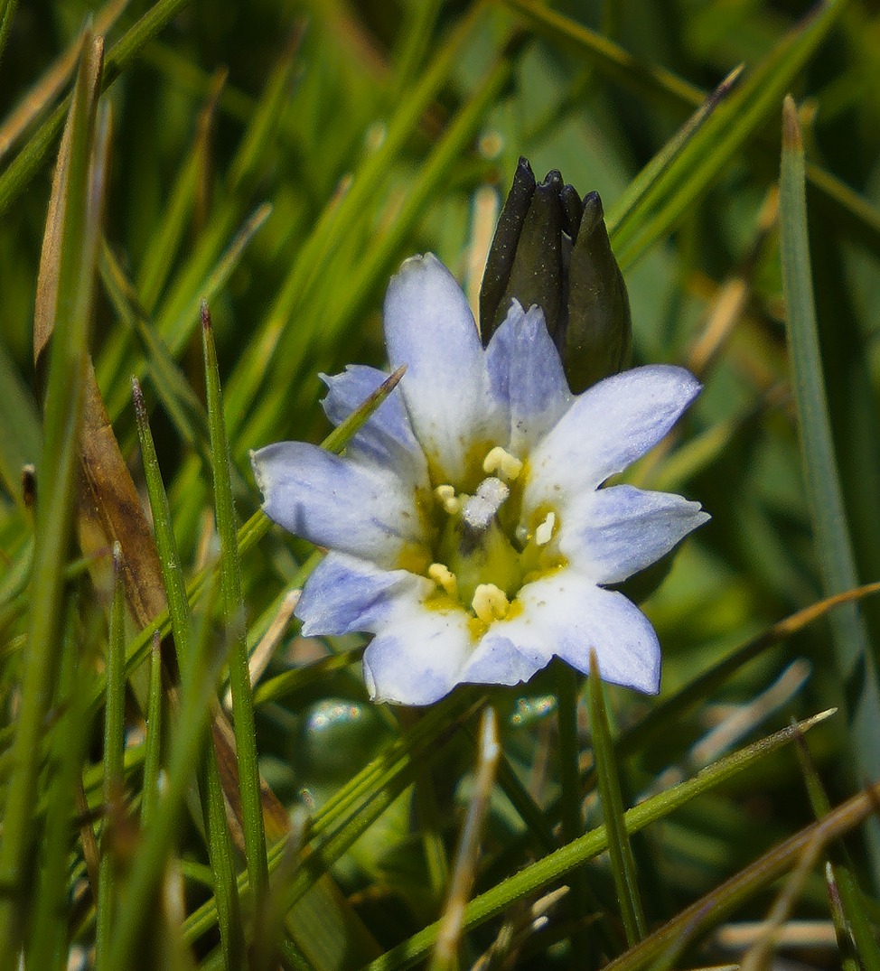 A few of these little guys still hanging on Gentiana boryi