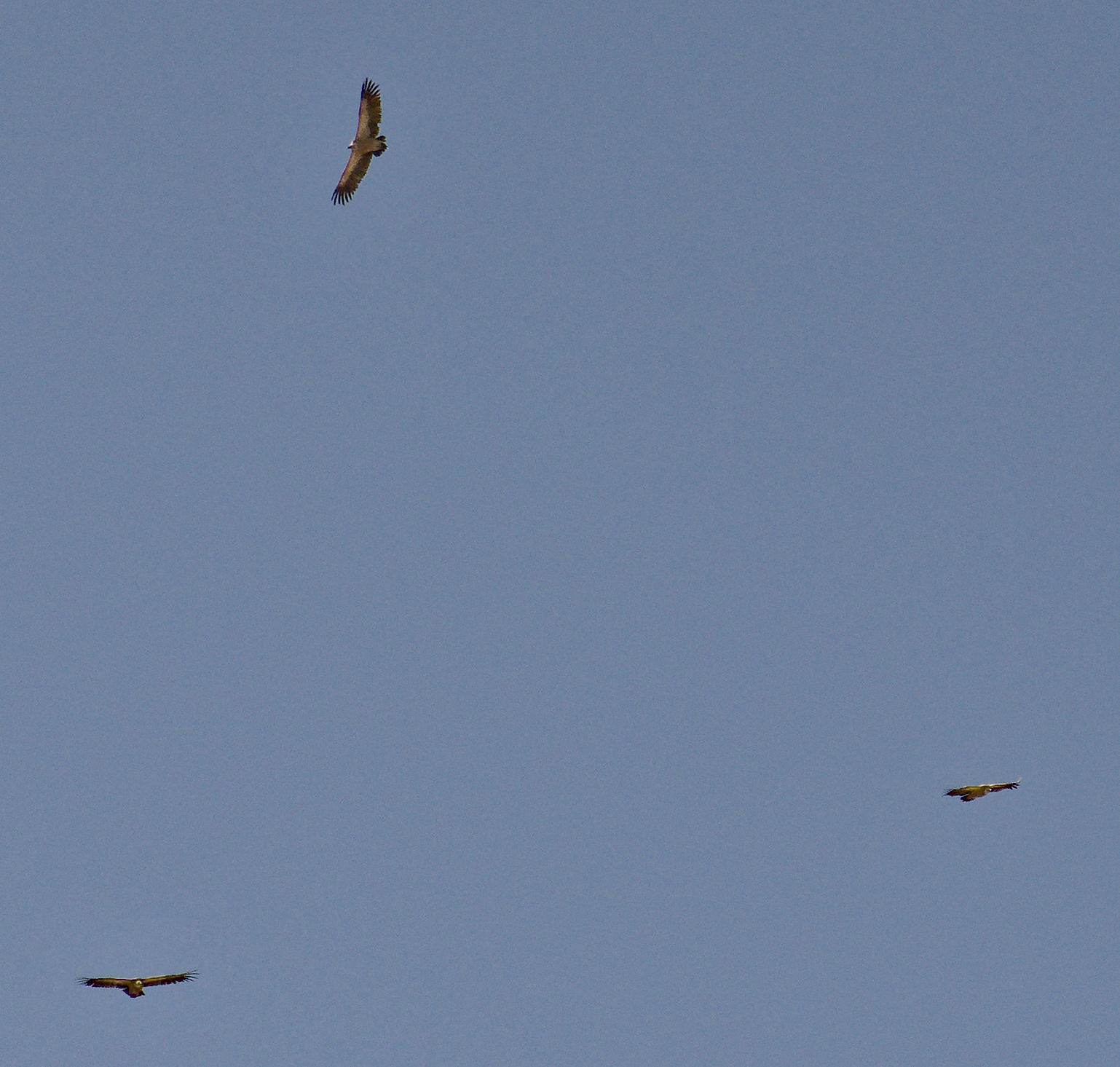 We saw a few Griffon vultures in the morning. But more exciting was the sight of a pair of Bearded vulture