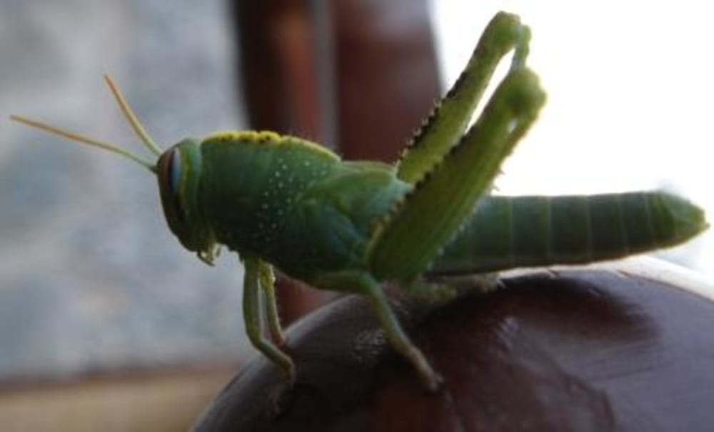 Egyptian Grasshopper