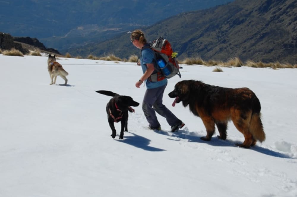 Khumbu, Rocky and Bruno playing in the snow