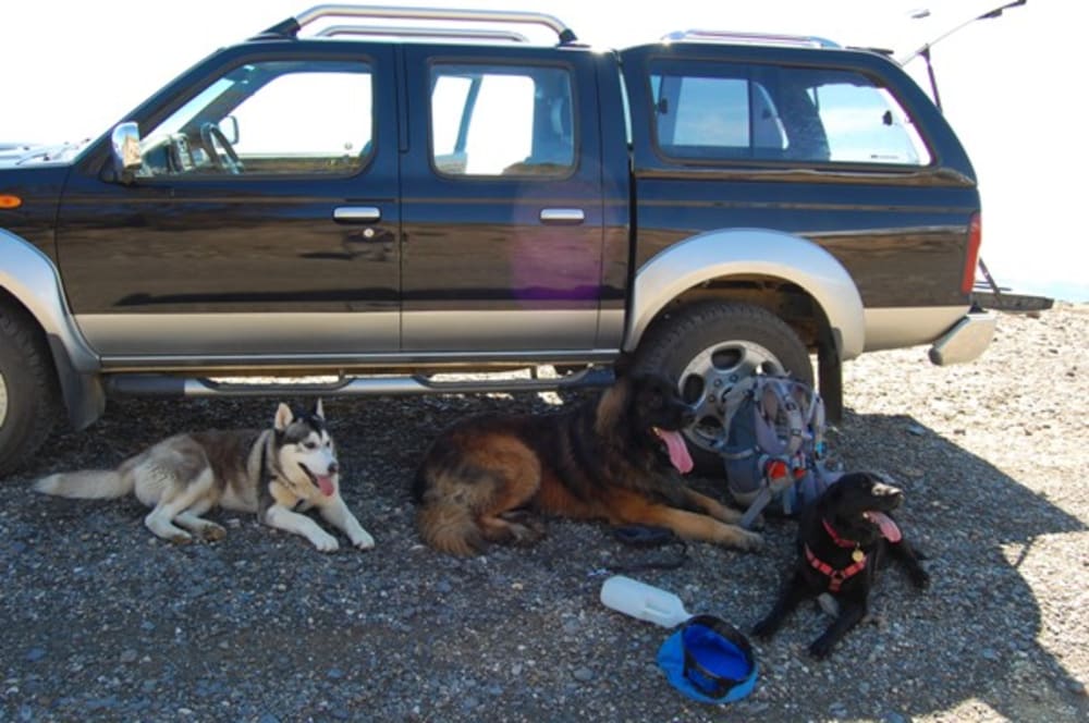 Tired dogs resting in the shade of the car