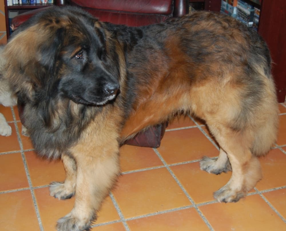 Bruno after his brush