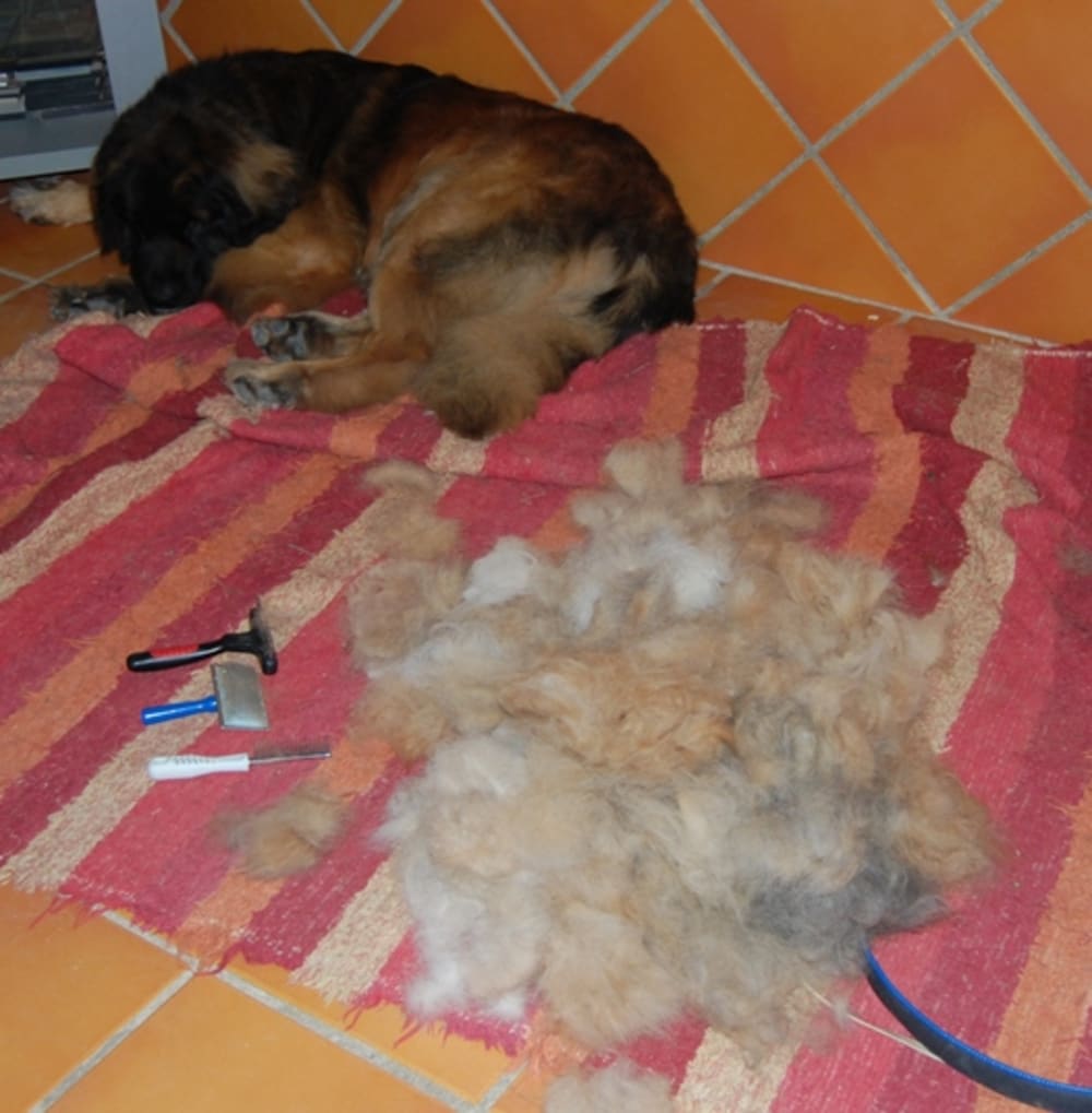 Bruno with his pile of hair