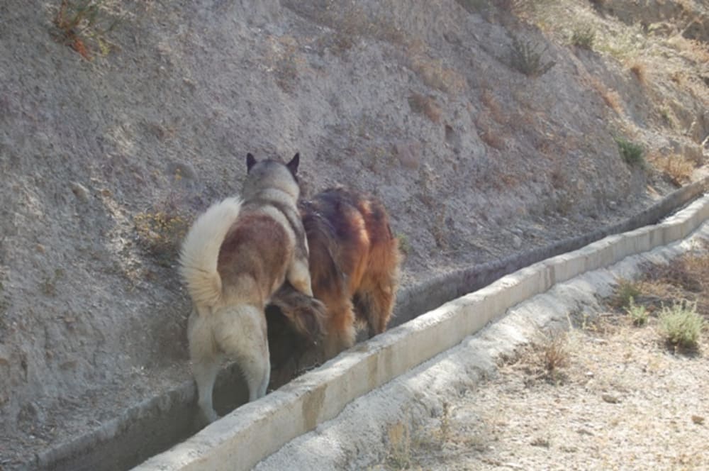 Khumbu & Bruno playing