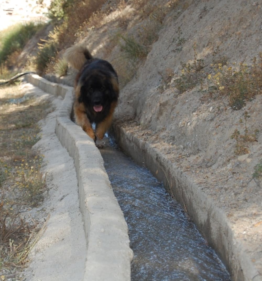 bruno walking up the acequia