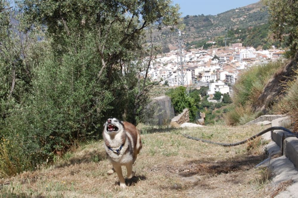 Mad face husky at full run