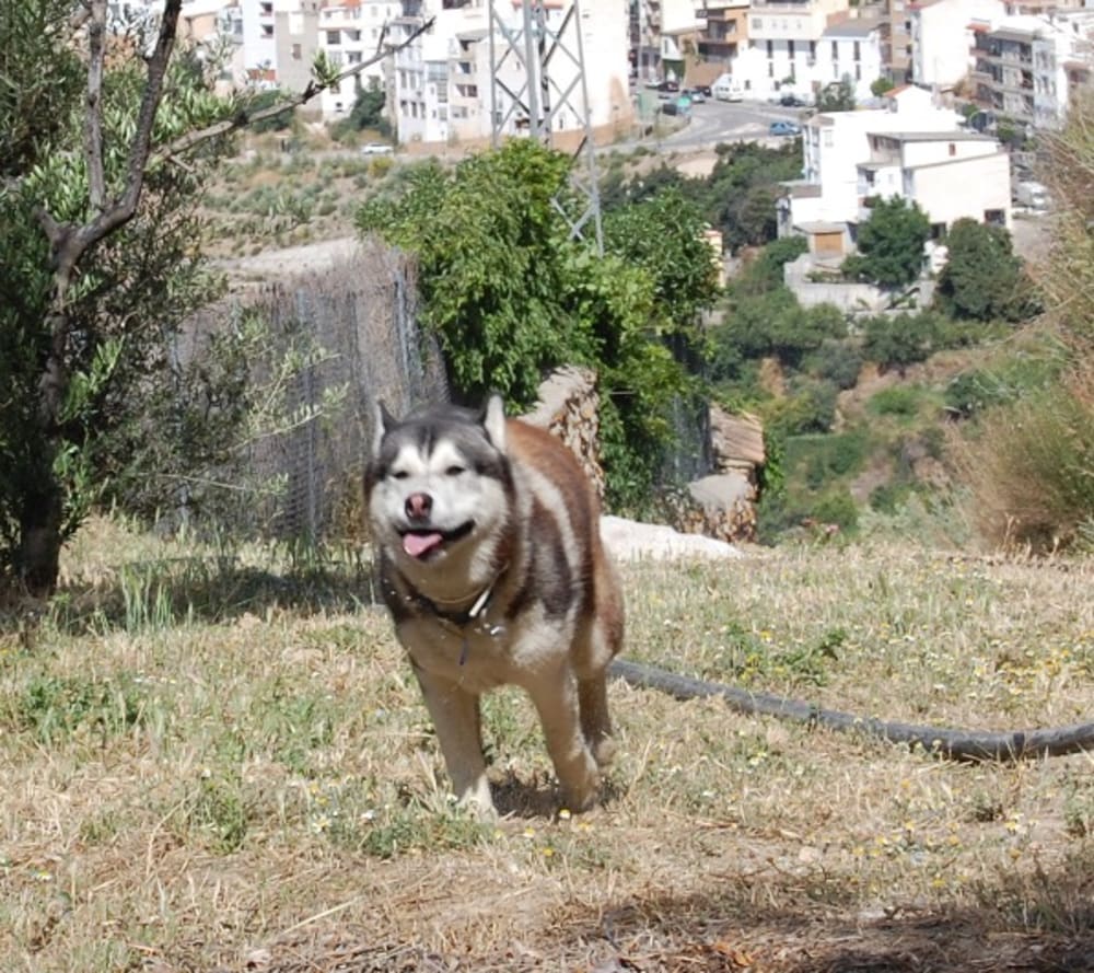 Sticking his tongue out at us