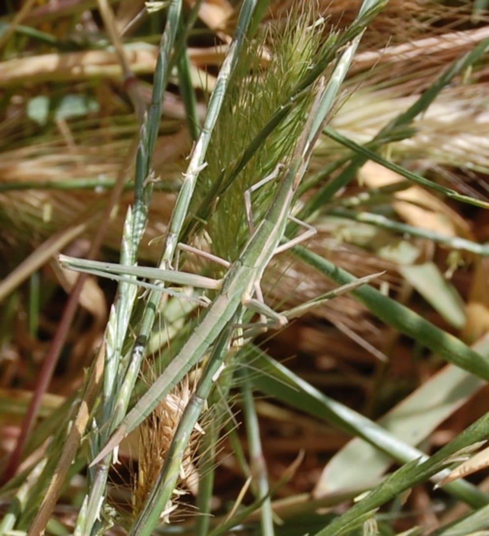 Nosed grasshopper - Acrida hungarica