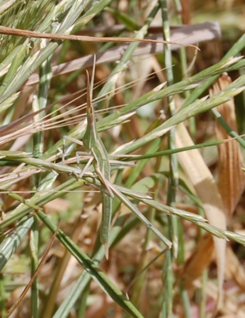 Nosed grasshopper - Acrida hungarica